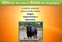 CARNE BRAVA DE PASTAGEM